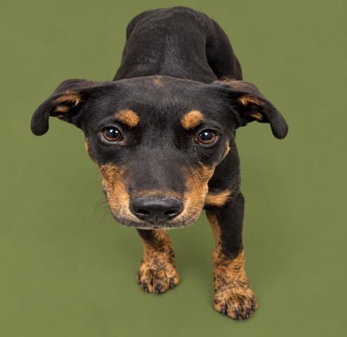 Photo of Smalls, adoptable Pit Bull Terrier in HESPERIA, California