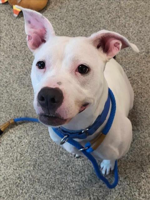 Photo of Kassidy, adoptable Pit Bull Terrier in Saginaw, Michigan