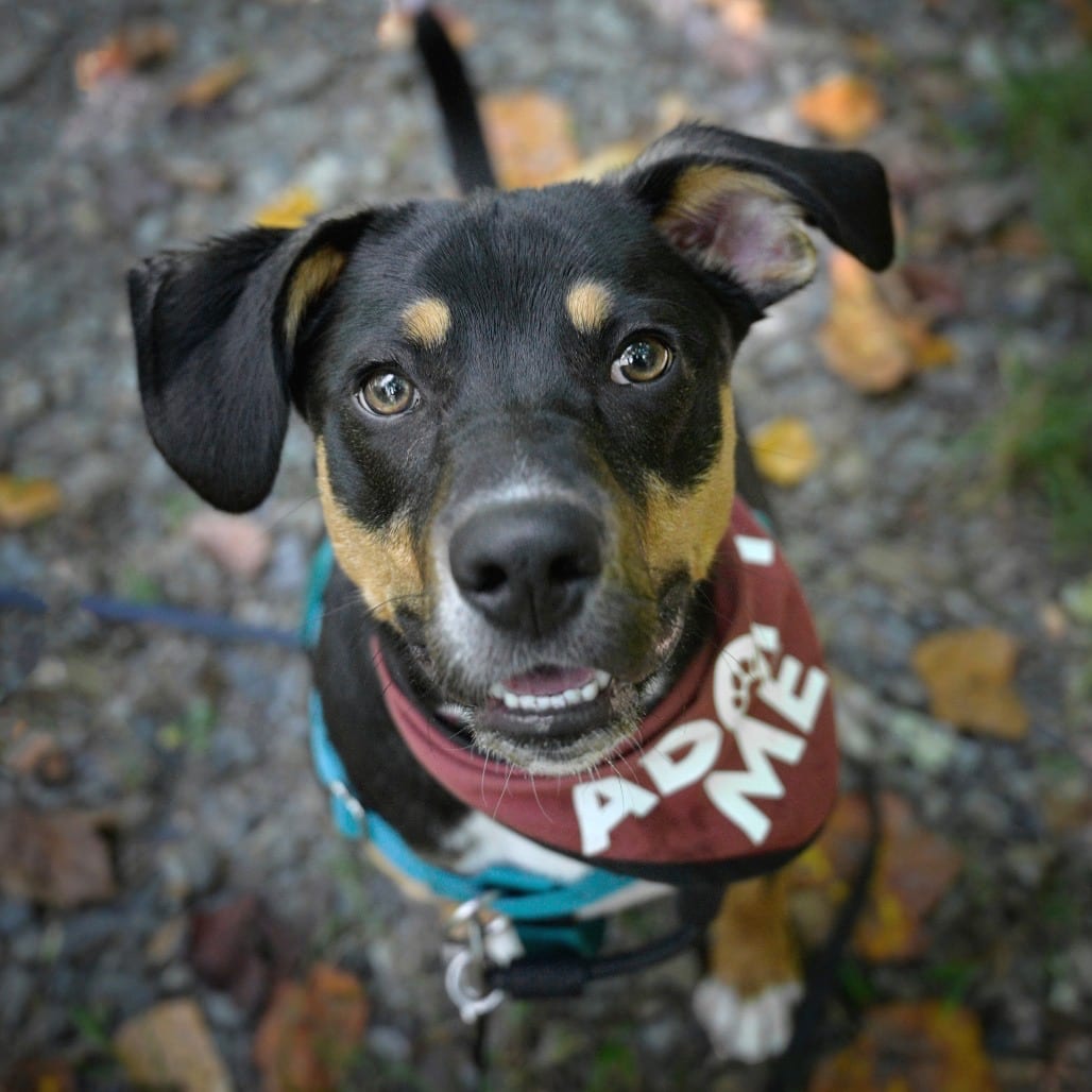 Photo of Jimmy, adoptable Mixed Breed (Medium)