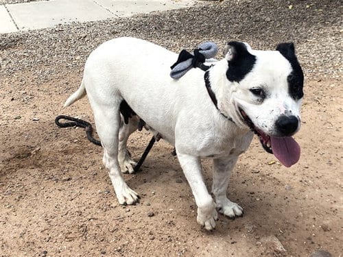 Photo of Spot, adoptable American Pit Bull Terrier in Phoenix, Arizona