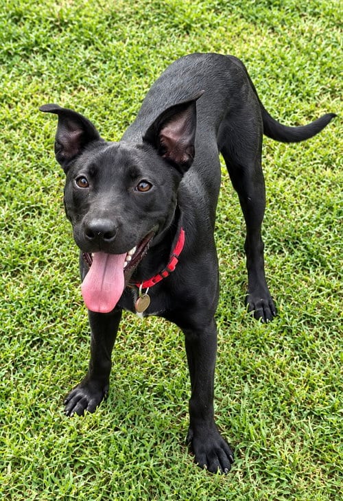 Photo of Hallie, adoptable Pit Bull Terrier in Nashville, Tennessee