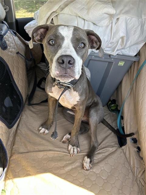 Photo of Puppy, adoptable American Staffordshire Terrier in San Antonio, Texas