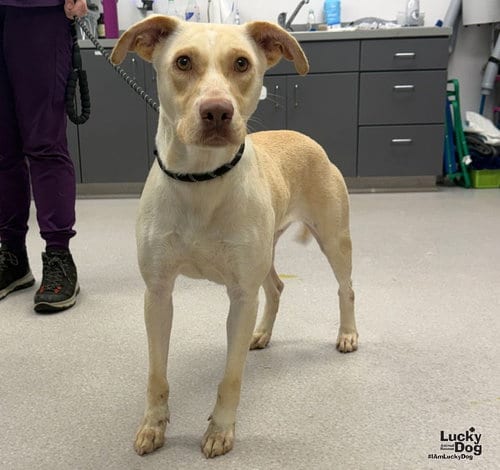 Photo of Koko, adoptable Labrador Retriever in Washington, District of Columbia