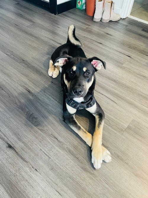 Photo of Tytan, adoptable Labrador Retriever in Dana Point, California