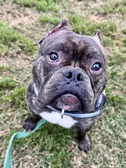 Photo of Gravy 9 (Mojo), adoptable dog in Baltimore, Maryland