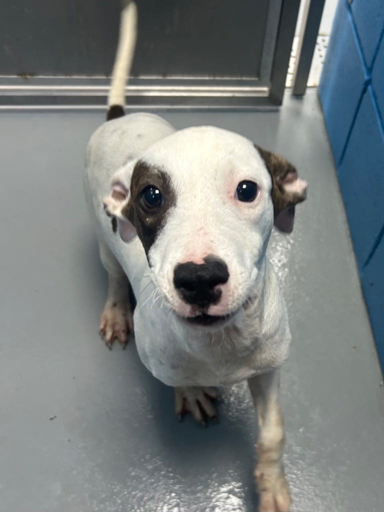 Photo of Martin (Mx3), adoptable Terrier in Hartsville, South Carolina