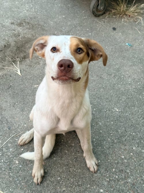 Photo of Devine, adoptable Cattle Dog in The Woodlands, Texas