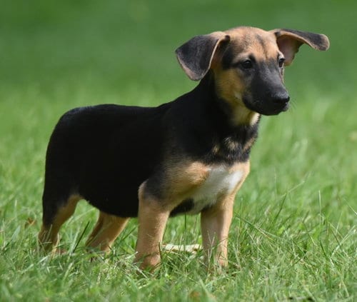 Photo of Reece, adoptable Shepherd in Mechanicsburg, Pennsylvania