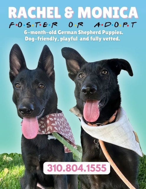 Photo of Rachel, Monica, & Menush, adoptable Belgian Shepherd Malinois in Marina Del Rey, California