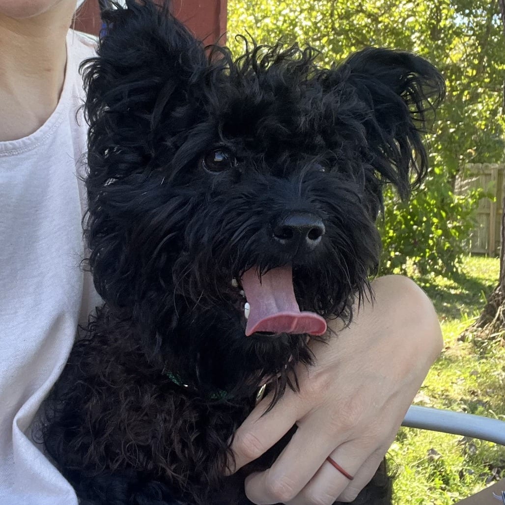 Photo of Feather Duster, adoptable Shih Tzu in Greensboro, North Carolina