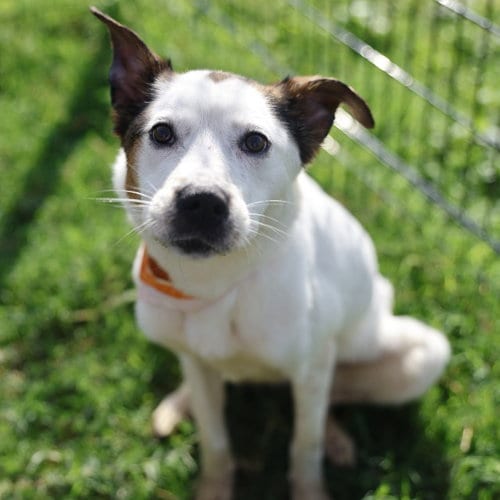 Photo of Koda Bean, adoptable Australian Cattle Dog/Blue Heeler in San Antonio, Texas