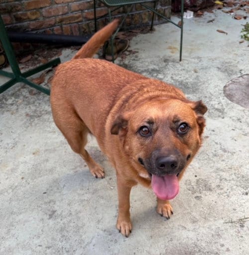 Photo of JoJo, adoptable Black Mouth Cur in Mobile, Alabama