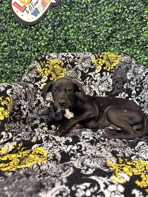 Photo of Spike, adoptable Labrador Retriever in Corpus Christi, Texas