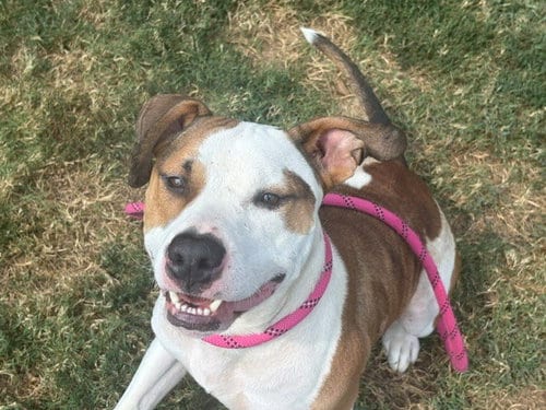 Photo of Meatball, adoptable Pit Bull Terrier in Tulsa, Oklahoma