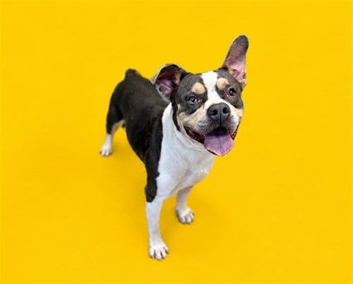 Photo of Goose, adoptable American Bulldog in Miami, Florida