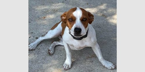 Photo of Cappuccino - ABR Return, adoptable Boxer in Austin, Texas