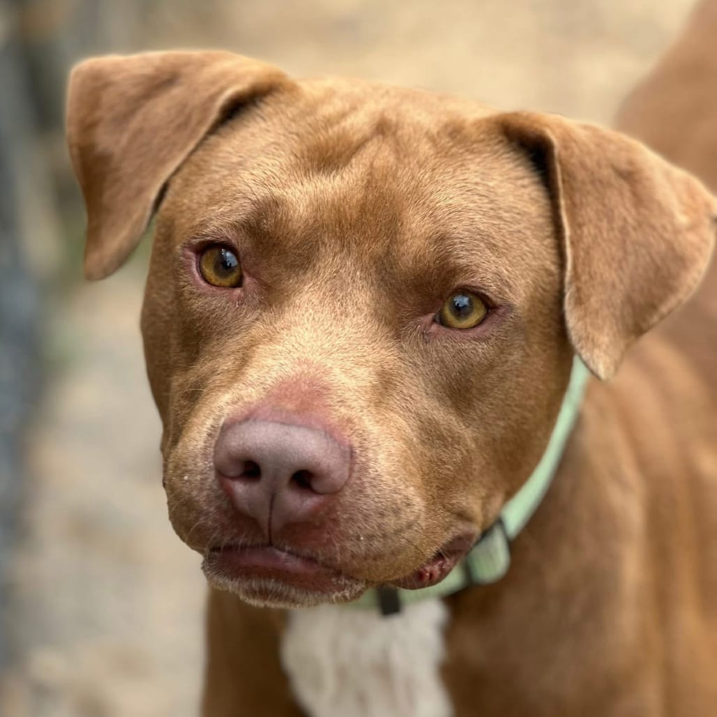 Photo of Scout, adoptable Terrier / Mix in Marshall, Texas