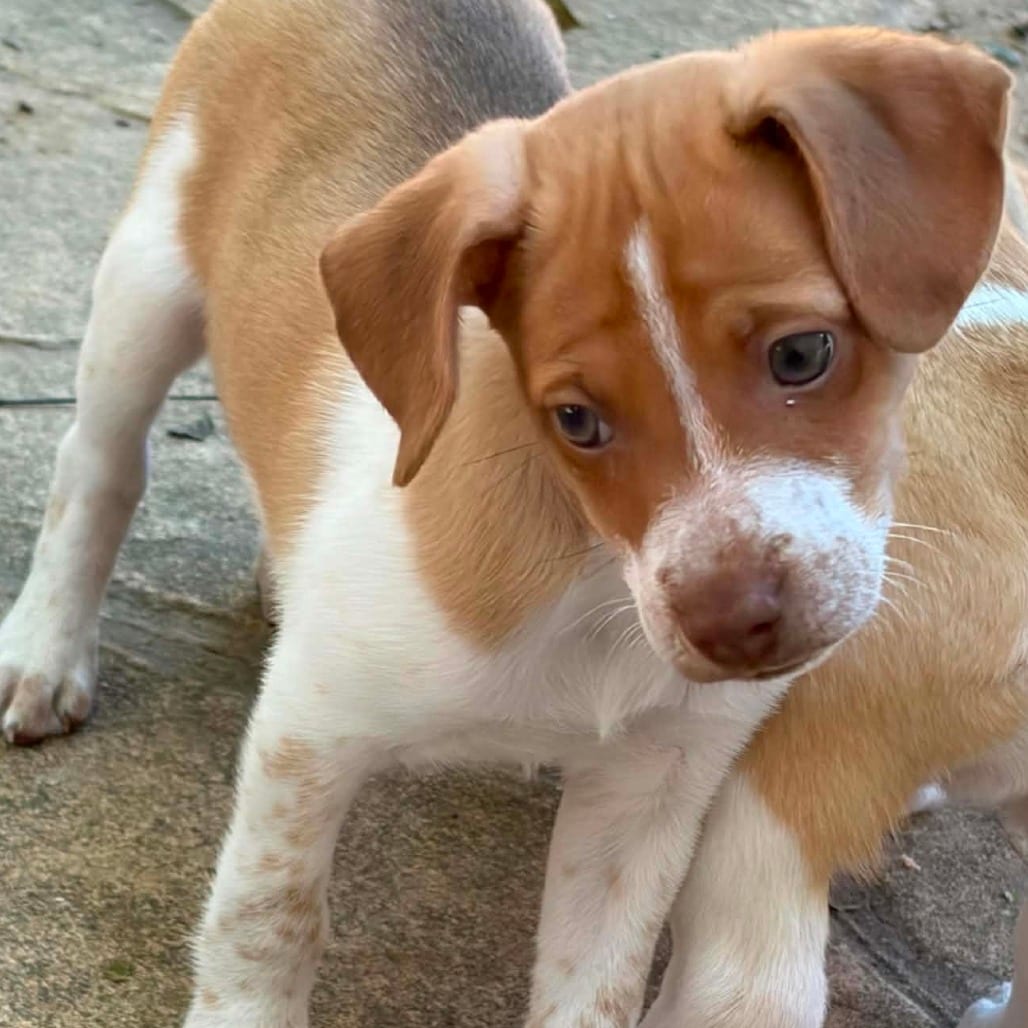 Photo of Taco, adoptable Terrier / Mixed Breed (Medium) in Raleigh area, North Carolina