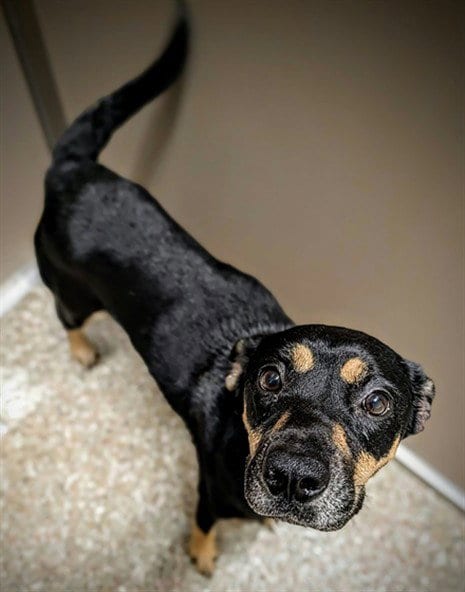Photo of Charlie, adoptable Black and Tan Coonhound in Clyde, North Carolina