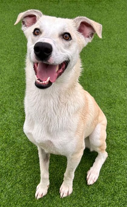Photo of Amber, adoptable Retriever, Labrador/Great Pyrenees in The Colony, Texas
