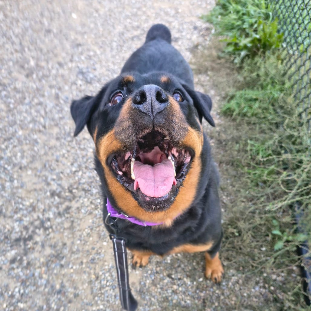 Photo of Nikki, adoptable Rottweiler in Berea, Ohio