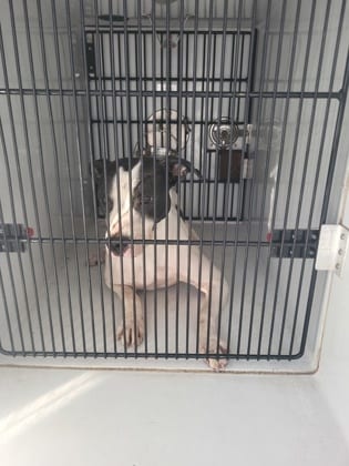 Photo of Mitsy, adoptable dog in Atlanta, Georgia