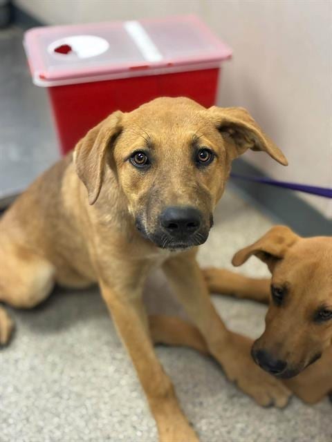 Photo of Jane, adoptable German Shepherd Dog in Visalia, California