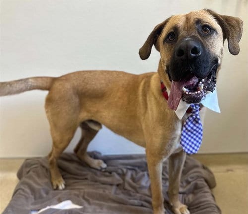 Photo of Scooby, adoptable Great Dane in McKinleyville, California