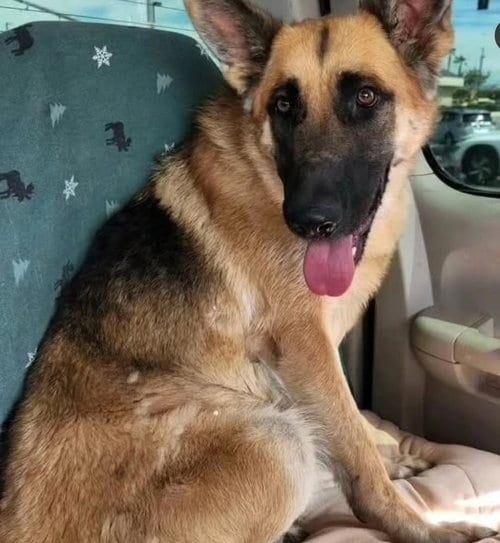 Photo of Pine Cone, adoptable German Shepherd Dog in Marina Del Rey, California