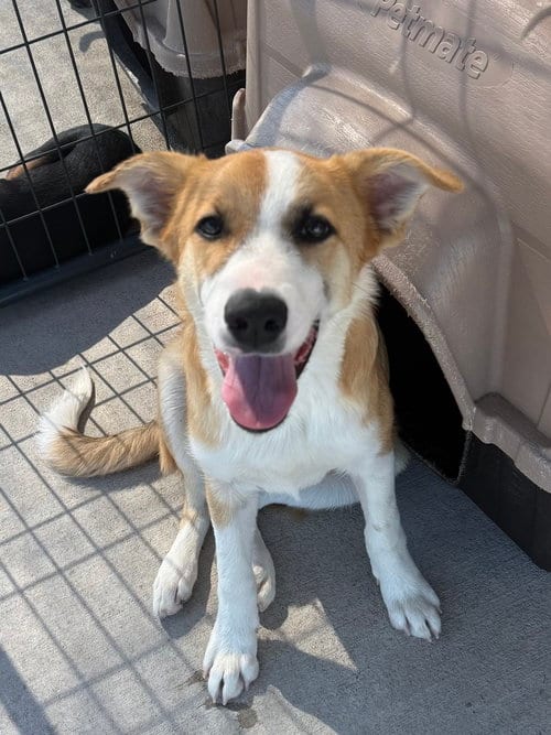 Photo of Cobbler, adoptable Golden Retriever in Bolivar, Missouri