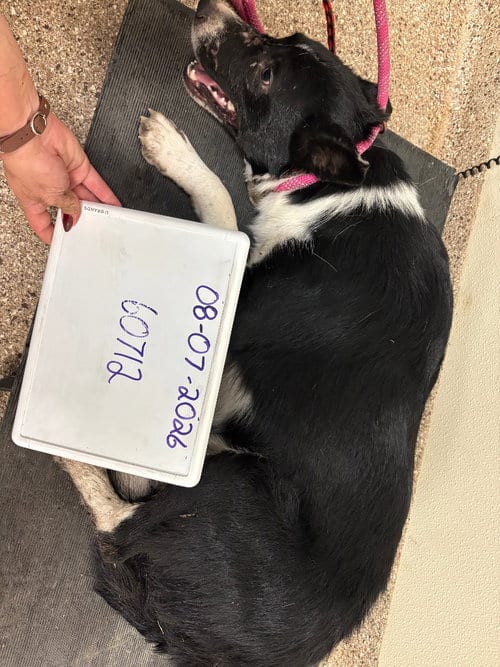 Photo of Teddy, adoptable Border Collie in Great Bend, Kansas