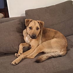 Photo of Firu, adoptable Labrador Retriever Mutt in Beverly Hills, California