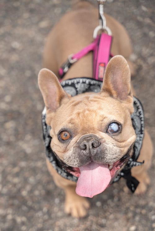 Photo of Patita, adoptable French Bulldog in St. Louis Park, Minnesota