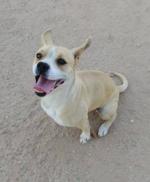 Photo of Luna, adoptable Beagle in Apple Valley, California