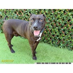 Photo of Neno, adoptable Mixed Breed (Medium) in West Palm Beach, Florida