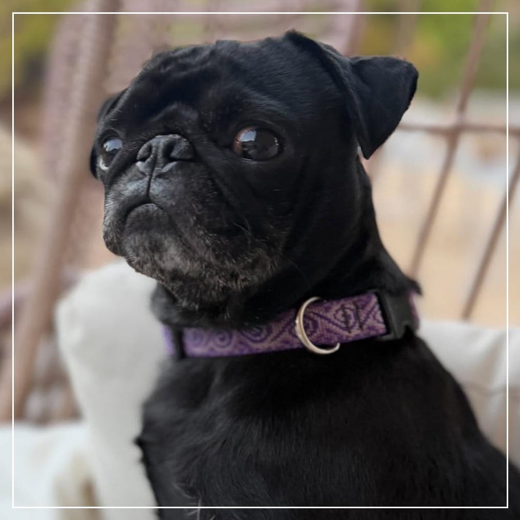 Photo of Marshall, adoptable Pug in California, California