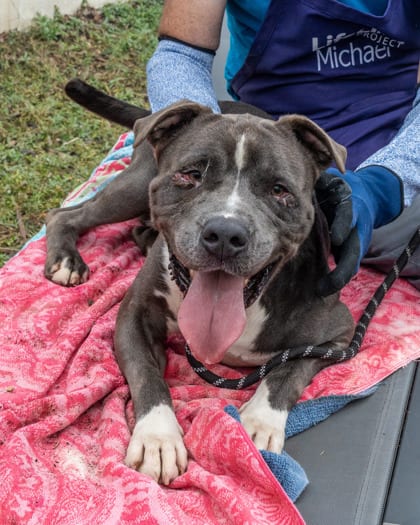 Photo of Turmeric, adoptable dog in Chamblee, Georgia
