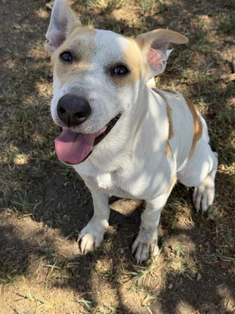 Photo of Chaquetita, adoptable Australian Cattle Dog/Blue Heeler in Riverside, California