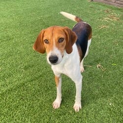 Photo of Trish 6991, adoptable Mixed Breed (Medium) in Loxahatchee, Florida