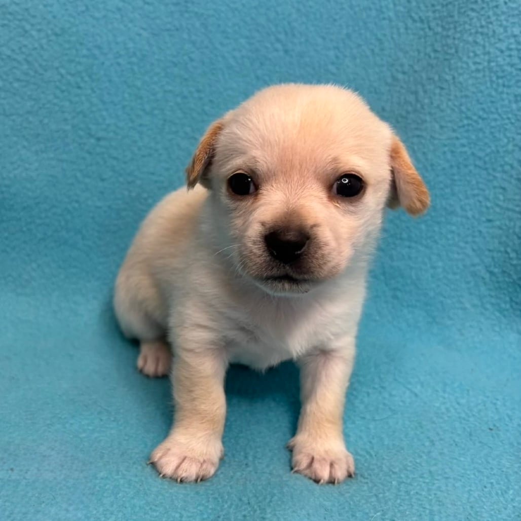 Photo of Nutmeg, adoptable Chihuahua in Georgia, Georgia