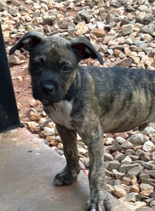 Photo of Mork Lonestar, adoptable Terrier in Rockaway, New Jersey