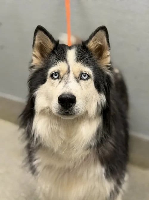 Photo of Daisy Mae, adoptable Siberian Husky in Las Vegas, Nevada