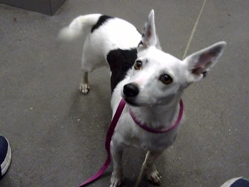 Photo of Kippy, adoptable Jack Russell Terrier (Parson Russell Terrier) in Mesa, Arizona