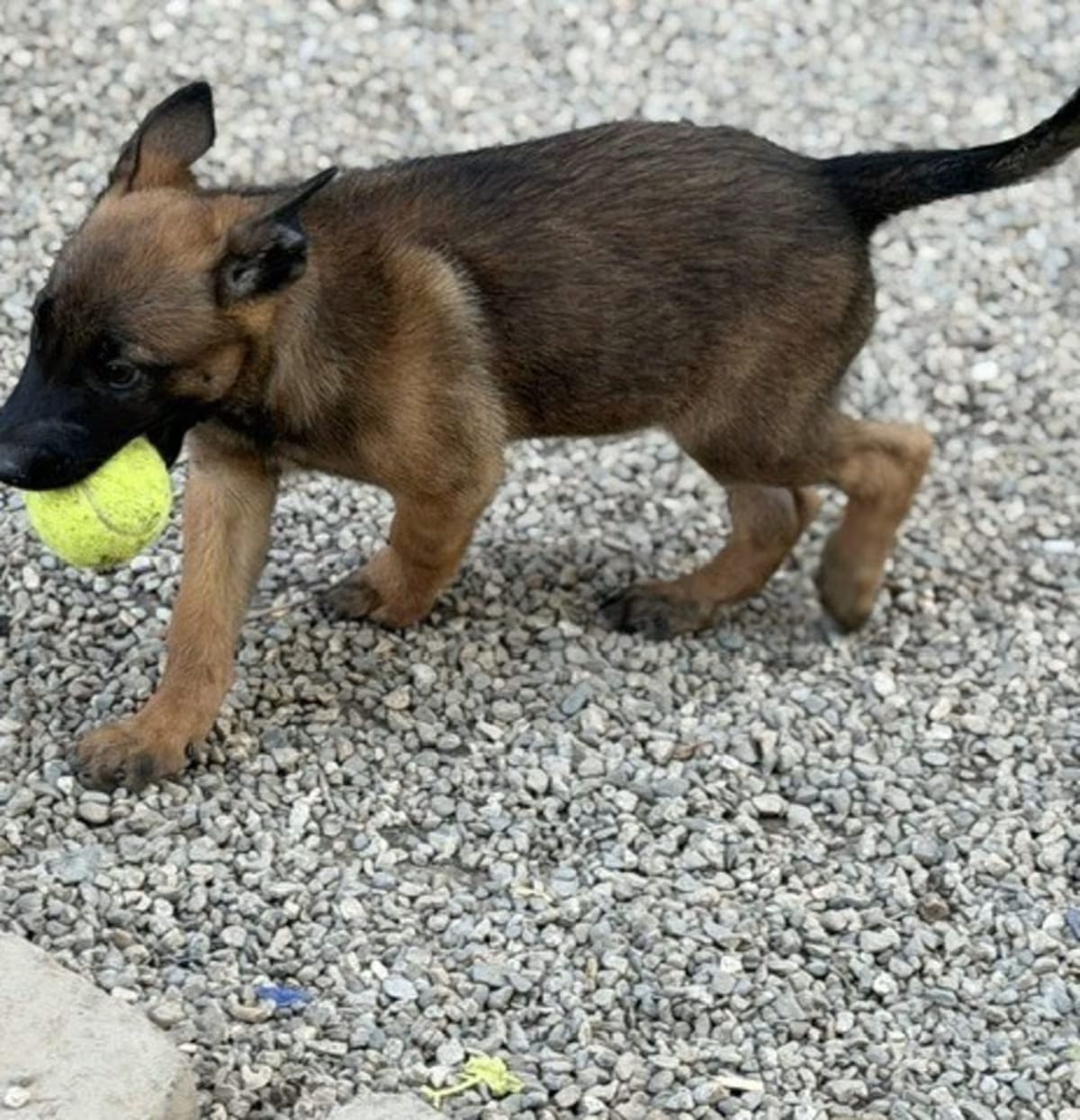 Photo of Pistol located in California, adoptable Belgian Malinois in Imlay City, Michigan