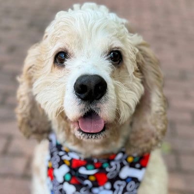 Photo of Rocky, adoptable Cocker Spaniel in Arlington, Virginia