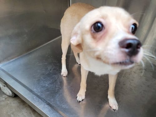 Photo of Fawn, adoptable Chihuahua in San Pedro, California