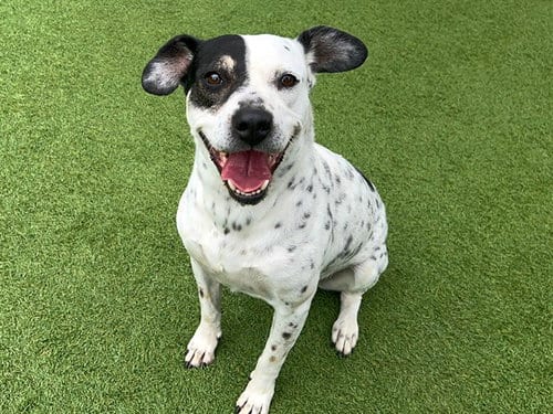 Photo of Andrea, adoptable Australian Cattle Dog/Blue Heeler in Orange, California