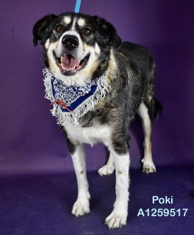 Photo of Poki, adoptable Siberian Husky in Bakersfield, California