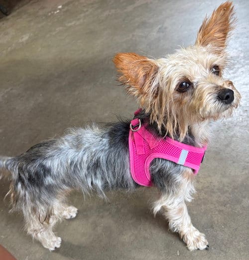Photo of A Sabrina, adoptable Yorkshire Terrier Yorkie in Allentown,, Pennsylvania
