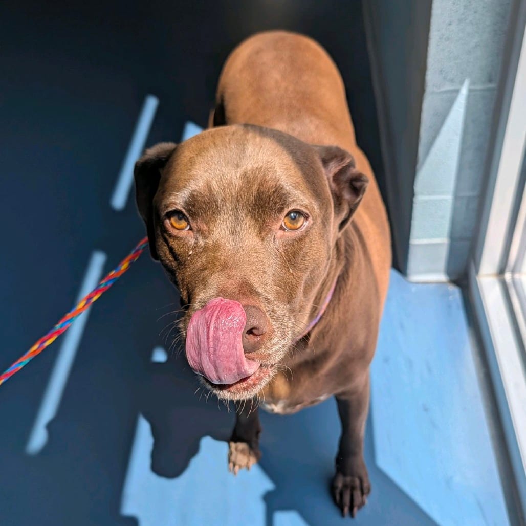 Photo of Rita, adoptable Retriever, Chocolate Labrador / Mixed Breed (Large) in Greensboro, North Carolina